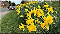 Daffodils on Nep Town Road