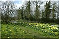 Daffodils on Clapham Green