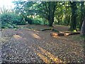 Fallen trees in the wood