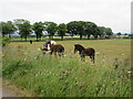 Horses near Peattie