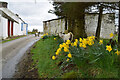 Goats on the loose, Dunmullan