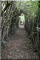 Wooded footpath