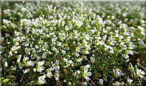 NJ3458 : Common Whitlow-grass (Erophila verna) by Anne Burgess