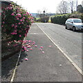 Fallen pink blossom, Parc Pentre, Mitchel Troy, Monmouthshire