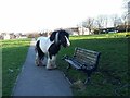 Horse on a path, Armley Moor