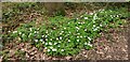 Wood Anemones in Oakwood Park