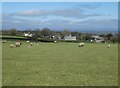 Sheep pasture above Week Farm