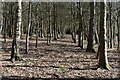 Rows of trees at Furzy Close