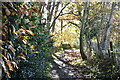 Wooded footpath