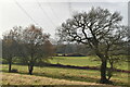 Trees, pylon and farmland