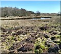 Pond: Sheddenhall