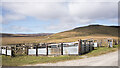 NY8522 : Sheep pens at road junction by Trevor Littlewood