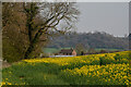 North Curry : Oilseed Rape Field