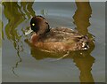 NS5568 : Tufted duck by Richard Sutcliffe