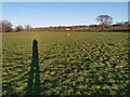 SS9813 : Tiverton : Grassy Field by Lewis Clarke