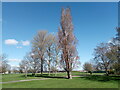 View of a poplar tree in Parsloes Park