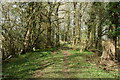 Diverted footpath on track at Lowdens Copse