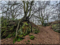 Old quarry and fantastic tree, Butterton