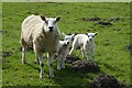 Ewe and two lambs at Azerley