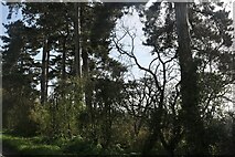 TL4443 : Conifers in Chrishall Grange by David Howard