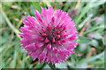 Red clover