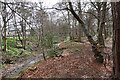 Woods by the Burn of Fochabers