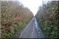 West Down : Country Lane