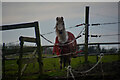 West Down : Grassy Field & Horse