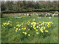 Daffodils in Plumstead Cemetery