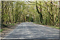 Charlwood Road through Ifield Wood