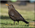 Blackbird, Bangor