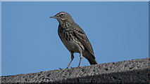 J5082 : Rock Pipit, Bangor by Rossographer