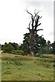 Dead tree, Langley Park