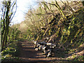 Trackbed of Barry Railway in Garth Wood