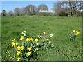 Daffodils and an orchid near the River Beult