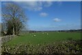 Sheep beside Watergate Road