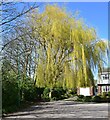 A fine weeping willow in spring leaf