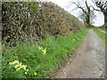 Spring primroses