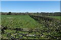 Hedgerow beside Shaw Lane