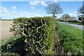 Hedgerow along Atterwith Lane