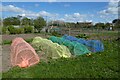 Allotments in Knapton