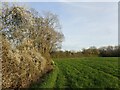 Footpath to Swattenden Lane