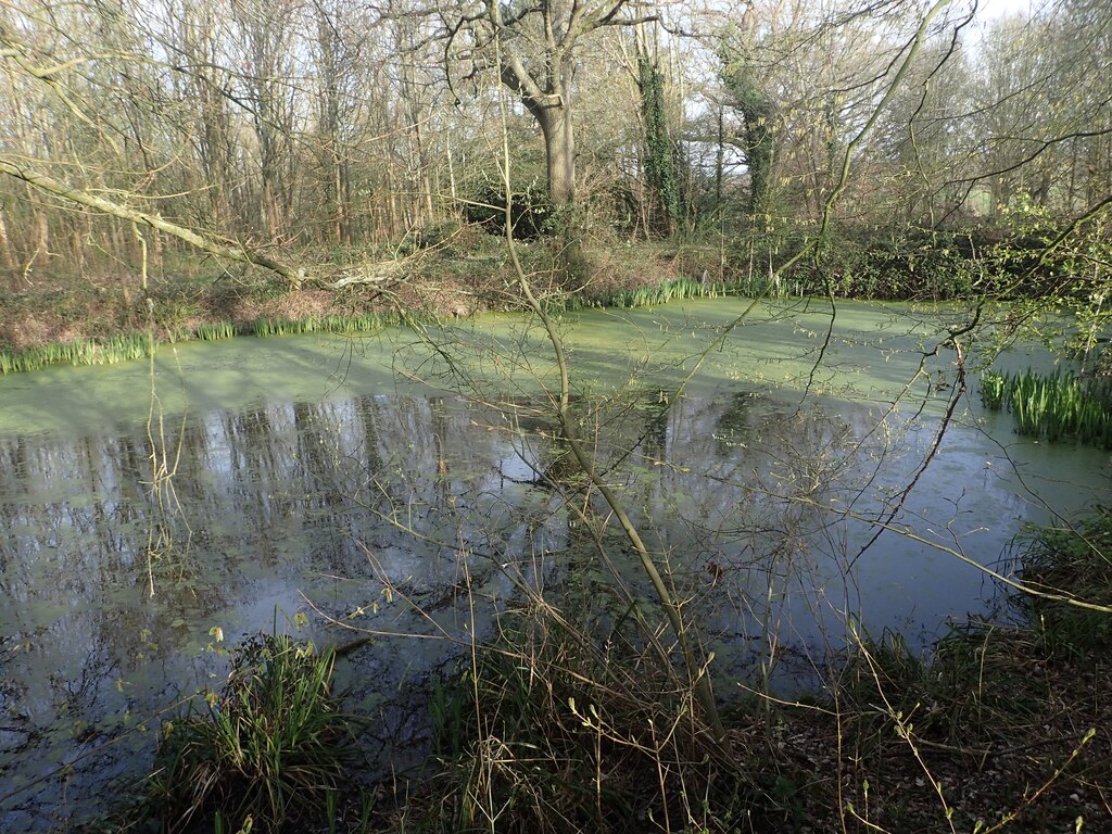 Pond in Five Acre Wood © Marathon :: Geograph Britain and Ireland