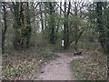 Bridleway towards Bin Wood