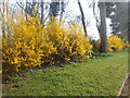 Forsythia in Woolwich Old Cemetery