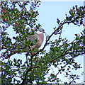 SO8899 : Pigeon in a hawthorn tree near Compton, Wolverhampton by Roger  Kidd