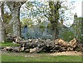 Dead tree, The Mount playing fields, Ospringe