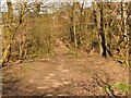 Path through the trees