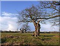 TQ1974 : Ancient pollard oaks near Holly Lodge paddock, Richmond Park by Stefan Czapski