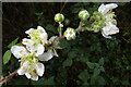 Bramble flowers